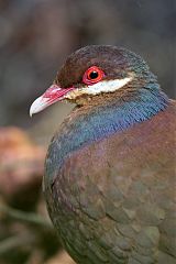 Bridled Quail-Dove